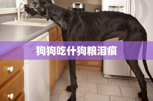 狗狗吃什狗糧淚痕