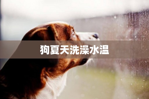 狗夏天洗澡水溫