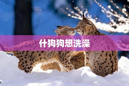 什狗狗想洗澡