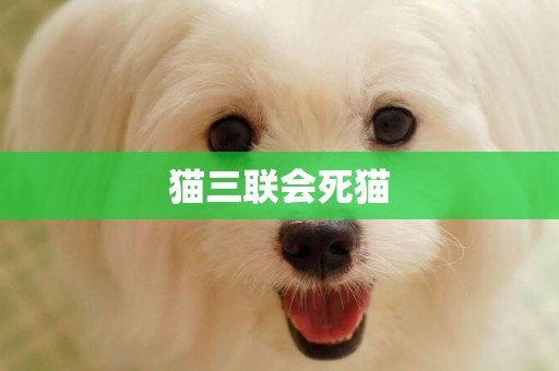 貓三聯會死貓