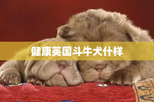 健康英國斗牛犬什樣