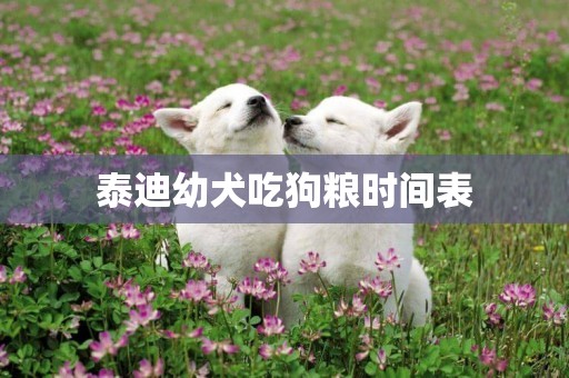 泰迪幼犬吃狗糧時間表