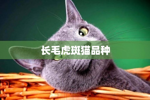 長毛虎斑貓品種