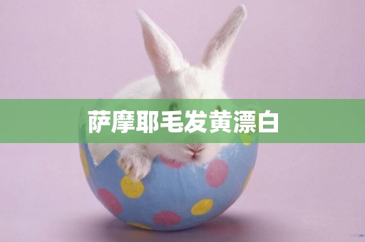 薩摩耶毛發黃漂白