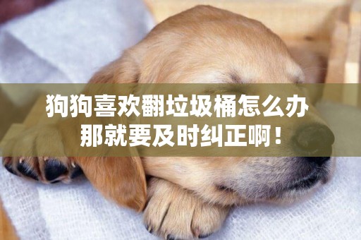 狗狗喜歡翻垃圾桶怎么辦 那就要及時糾正啊！