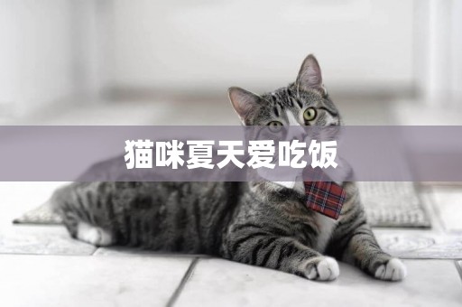 貓咪夏天愛吃飯