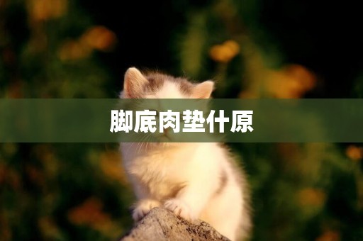 腳底肉墊什原