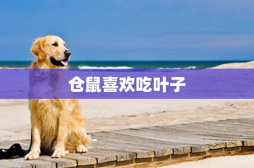 倉鼠喜歡吃葉子