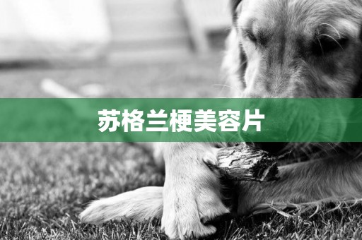 蘇格蘭梗美容片