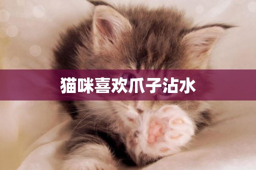 貓咪喜歡爪子沾水