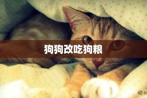 狗狗改吃狗糧