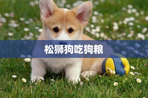 松獅狗吃狗糧