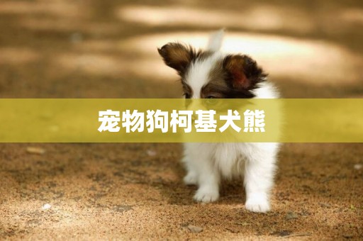 寵物狗柯基犬熊