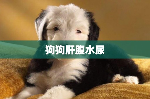 狗狗肝腹水尿
