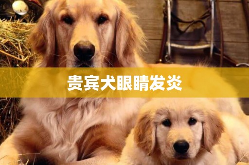 貴賓犬眼睛發炎