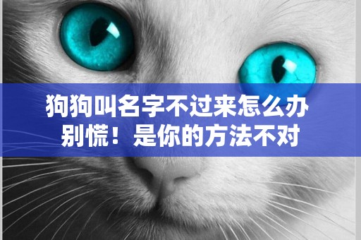 狗狗叫名字不過來怎么辦 別慌！是你的方法不對
