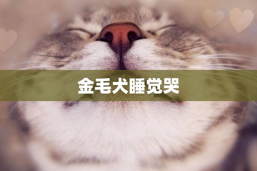 金毛犬睡覺哭