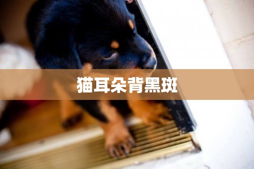 貓耳朵背黑斑