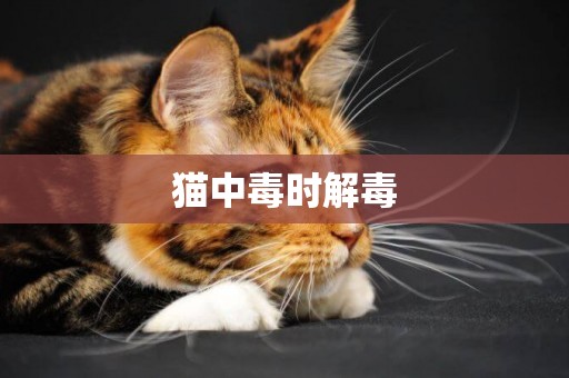 貓中毒時解毒