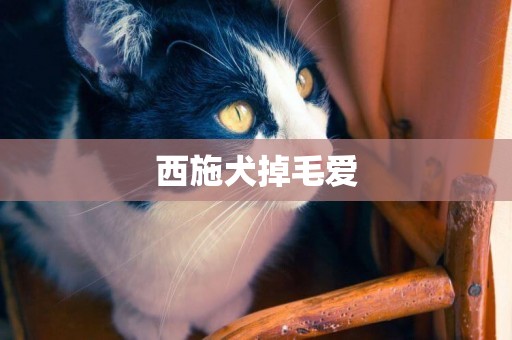 西施犬掉毛愛