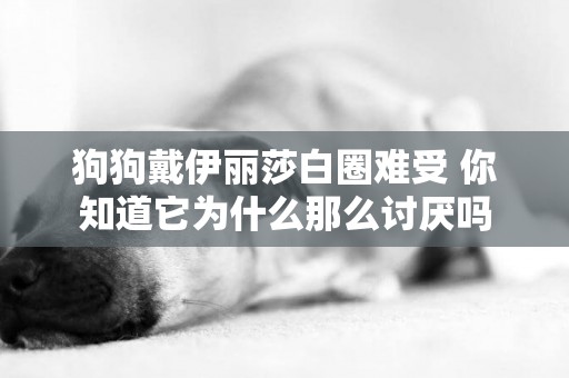 狗狗戴伊麗莎白圈難受 你知道它為什么那么討厭嗎