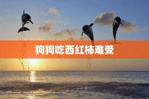 狗狗吃西紅柿難受