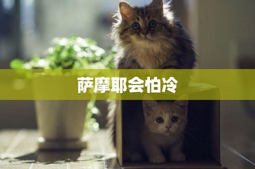 薩摩耶會怕冷