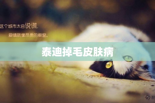 泰迪掉毛皮膚病