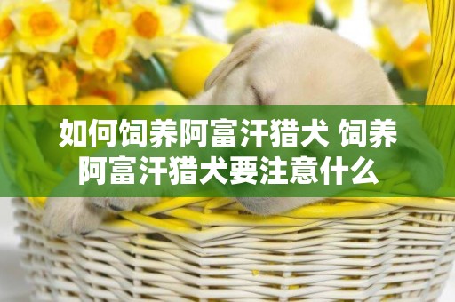 如何飼養阿富汗獵犬 飼養阿富汗獵犬要注意什么 如何飼養阿富汗獵犬 飼養阿富汗獵犬要注意什么