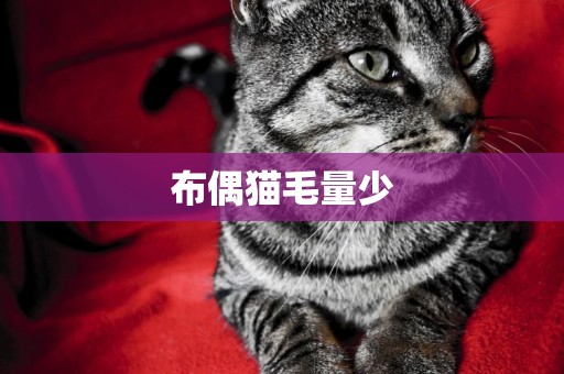 布偶貓毛量少
