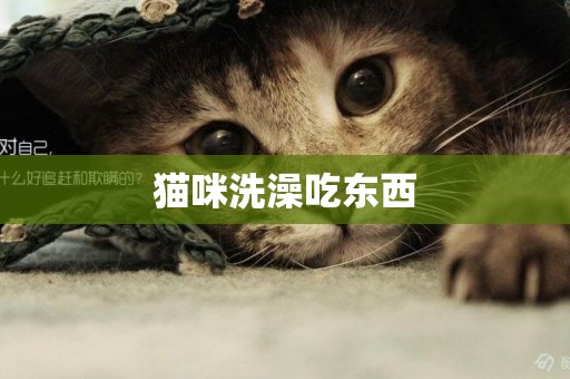 貓咪洗澡吃東西