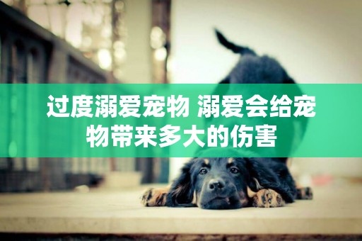 過度溺愛寵物 溺愛會給寵物帶來多大的傷害
