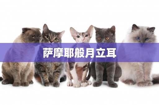 薩摩耶般月立耳