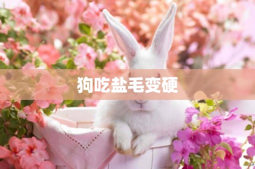 狗吃鹽毛變硬