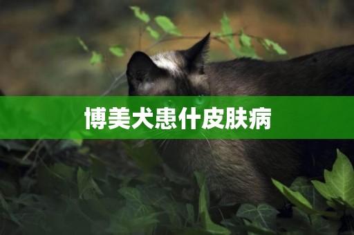 博美犬患什皮膚病