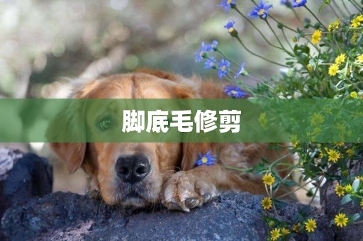 腳底毛修剪