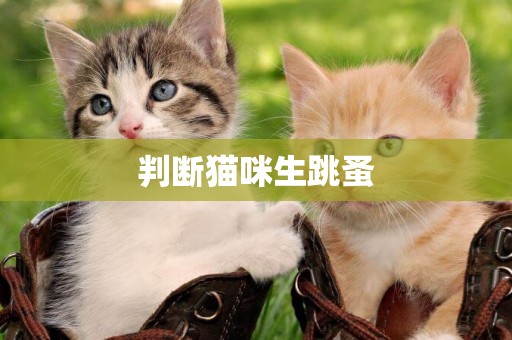 判斷貓咪生跳蚤