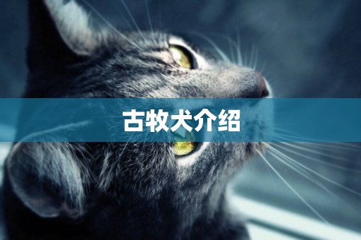 古牧犬介紹