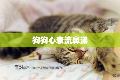 狗狗心衰流鼻涕