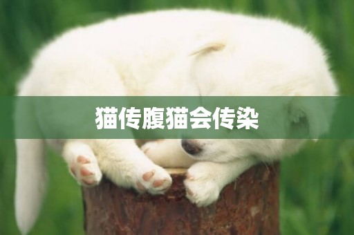 貓傳腹貓會傳染