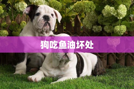 狗吃魚油壞處