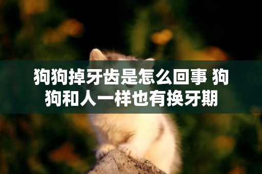狗狗掉牙齒是怎么回事 狗狗和人一樣也有換牙期