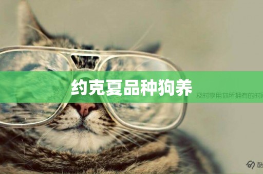 約克夏品種狗養