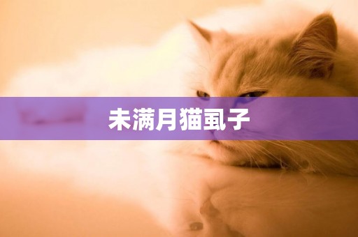 未滿月貓虱子