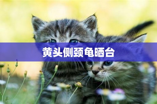黃頭側頸龜曬臺