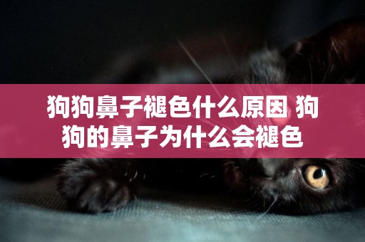 狗狗鼻子褪色什么原因 狗狗的鼻子為什么會褪色