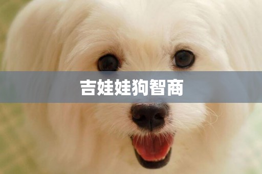 吉娃娃狗智商