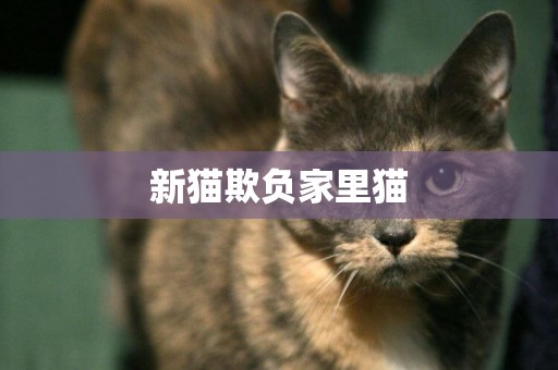 新貓欺負家里貓