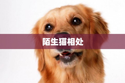 陌生貓相處