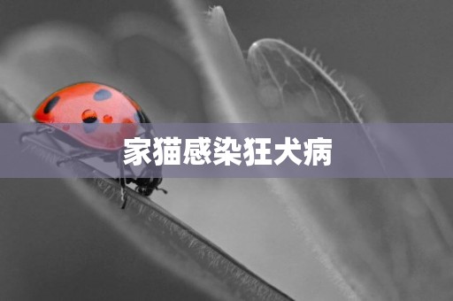 家貓感染狂犬病